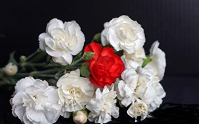Rosas brancas e vermelhas, fundo preto