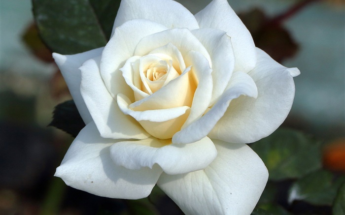 Rosa branca, pétalas Papéis de Parede, imagem