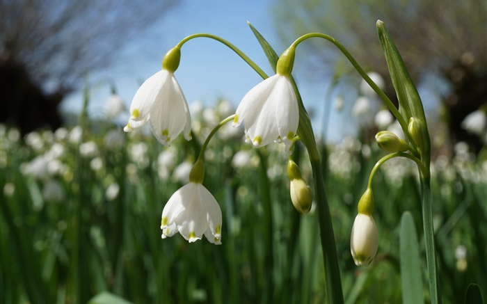 Snowdrops brancos, flores Papéis de Parede, imagem