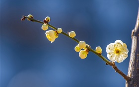 Flores de ameixa amarela na primavera
