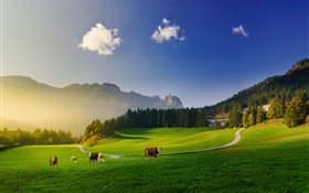 Alpes, prado verde, vaca, montanhas, árvores, raios de sol