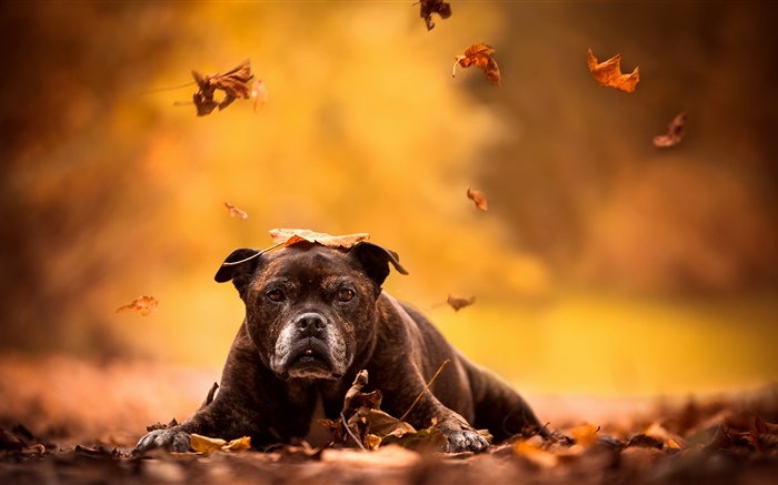 Cão preto, folhas vermelhas, outono Papéis de Parede, imagem