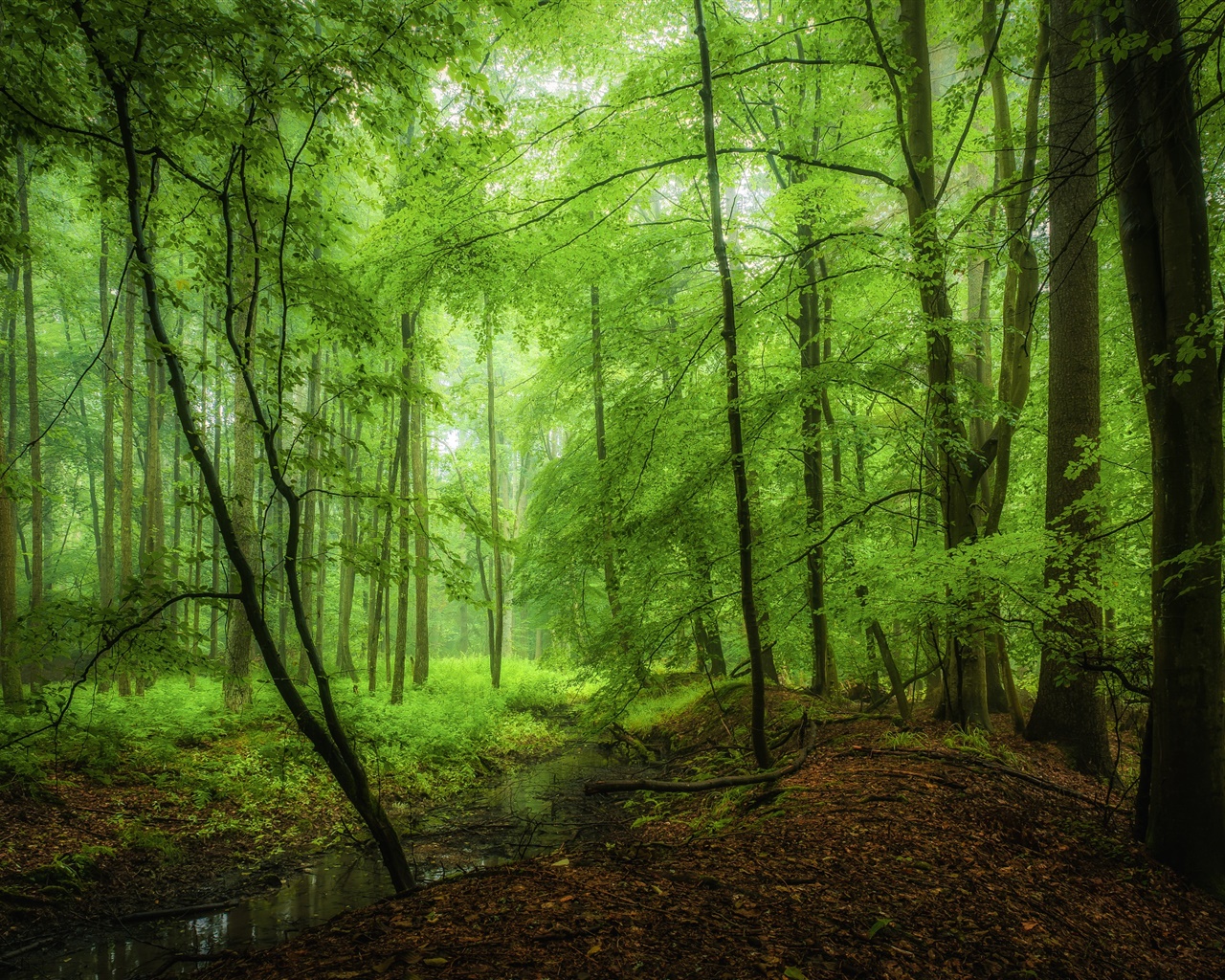 Floresta, árvores, verde, manhã 1280x1024 Papéis de Parede