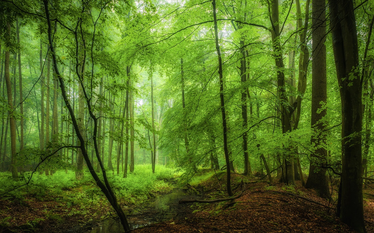 Floresta, árvores, verde, manhã 1280x800 Papéis de Parede