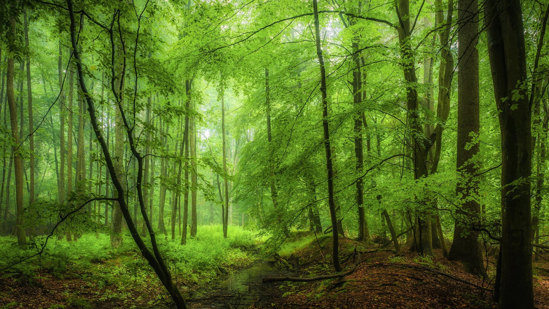 Floresta, árvores, verde, manhã 1920x1080 Papéis de Parede