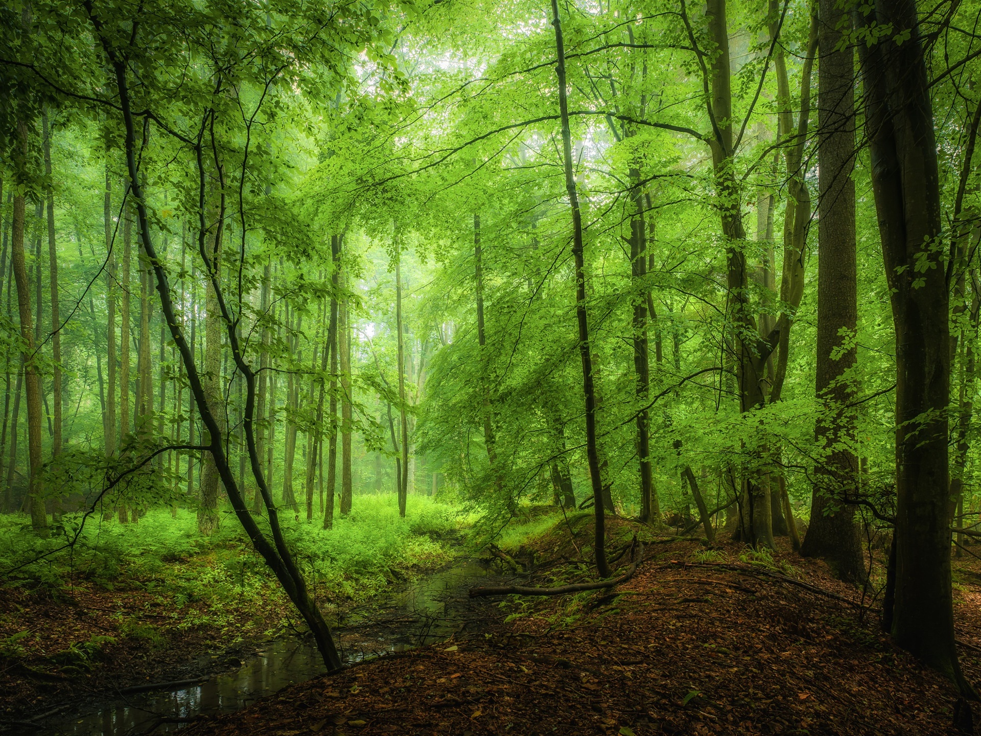 Floresta, árvores, verde, manhã 1920x1440 Papéis de Parede