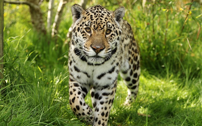 Jaguar caminha até você, grama Papéis de Parede, imagem