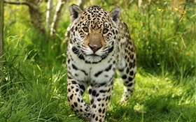 Jaguar caminha até você, grama HD Papéis de Parede