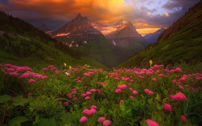 Muitas flores cor de rosa, montanhas, nuvens, verão Papéis de Parede, imagem