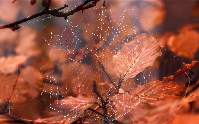 Teia de aranha, gotas de água, folhas vermelhas Papéis de Parede, imagem