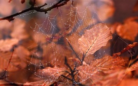 Teia de aranha, gotas de água, folhas vermelhas HD Papéis de Parede